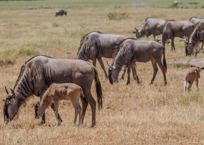 MID-RANGE TANZANIA SAFARI4