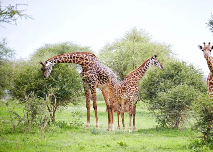 Tanzania Family Safari3