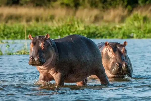 lake manyara master2