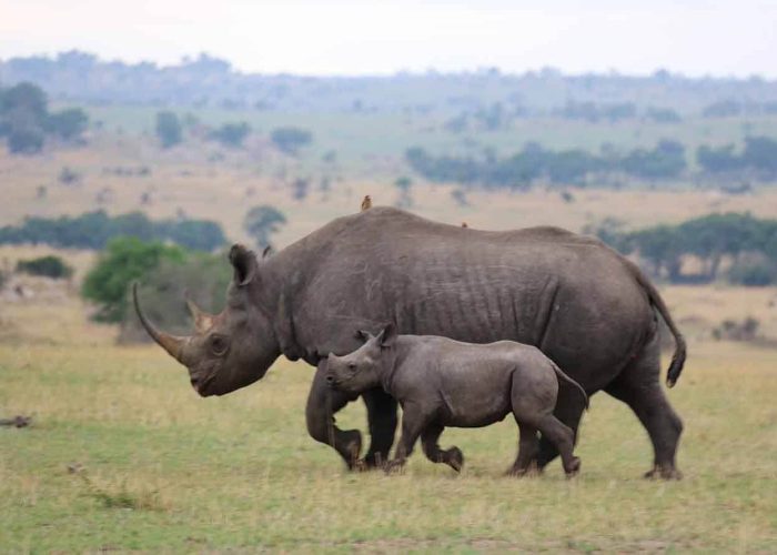 master ngorongoro 2