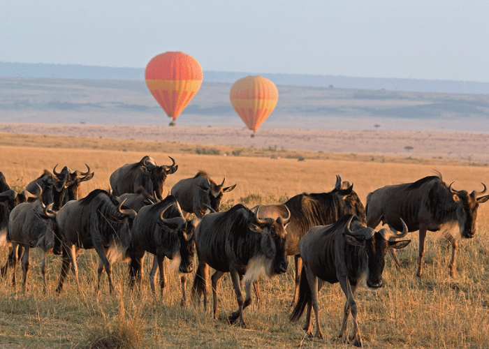 serengeti master safari